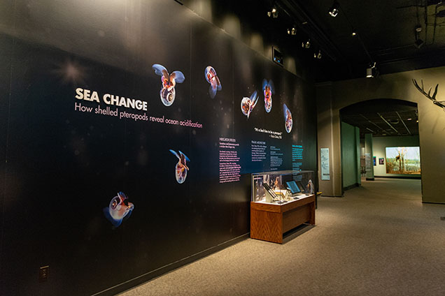 sea change exhibit - display case with pteropods on wall